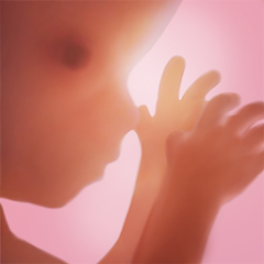 Pregnancy+ | Pregnancy Tracker